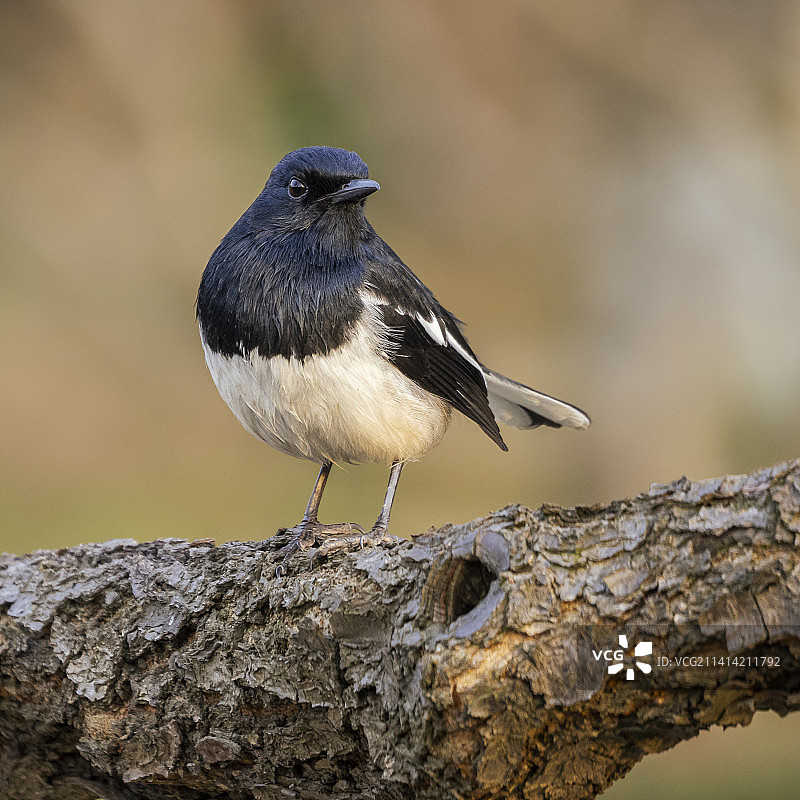 霞光里的雄鹊鸲图片素材