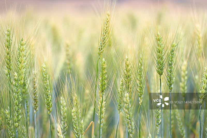 秋韵风景图片素材