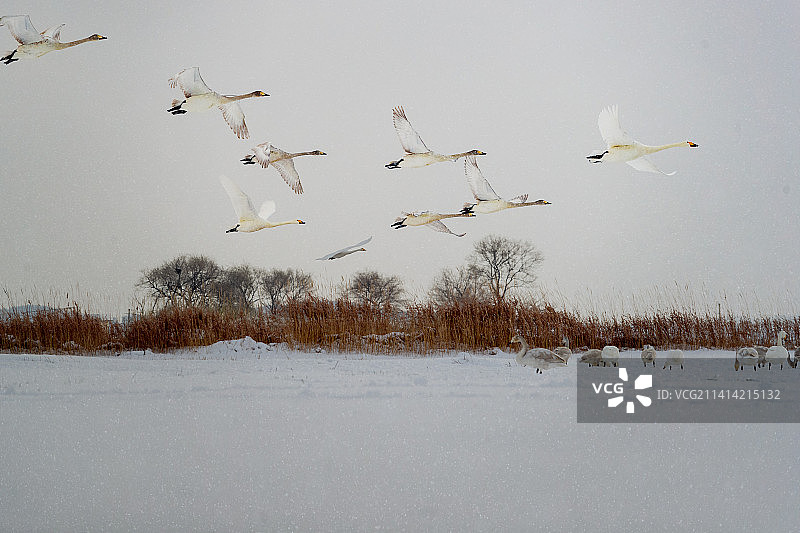 雪中飞行大天鹅图片素材