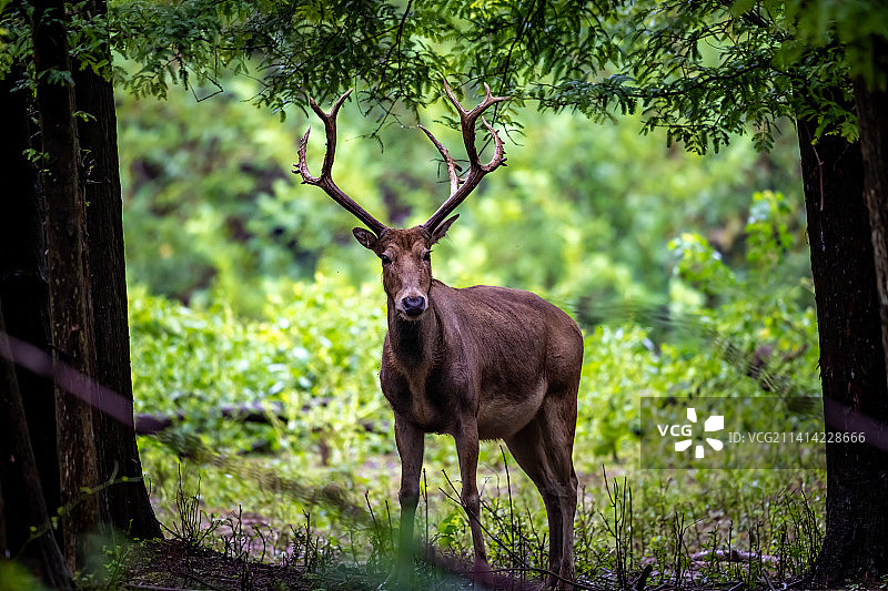 江苏盐城大丰麋鹿国家级自然保护区中的麋鹿Elaphurus davidianus图片素材