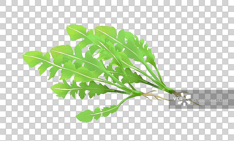 草本蔬菜植物荠菜图片素材