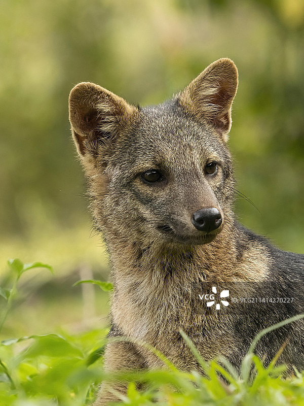 巴西的食蟹狐图片素材