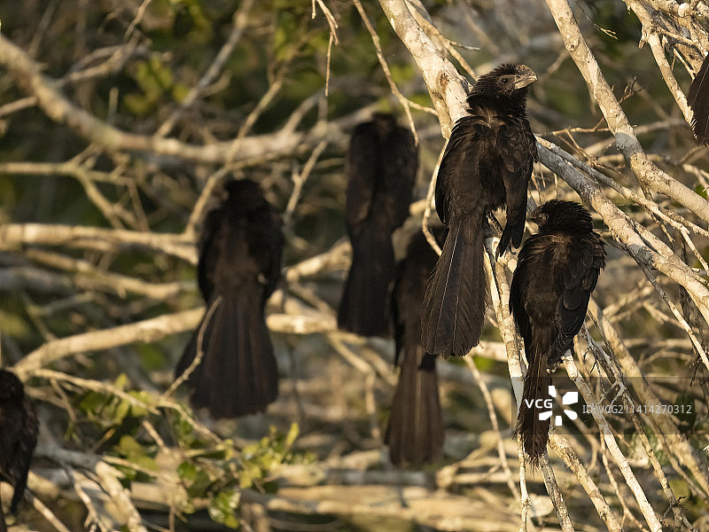 巴西的滑嘴犀鸟图片素材