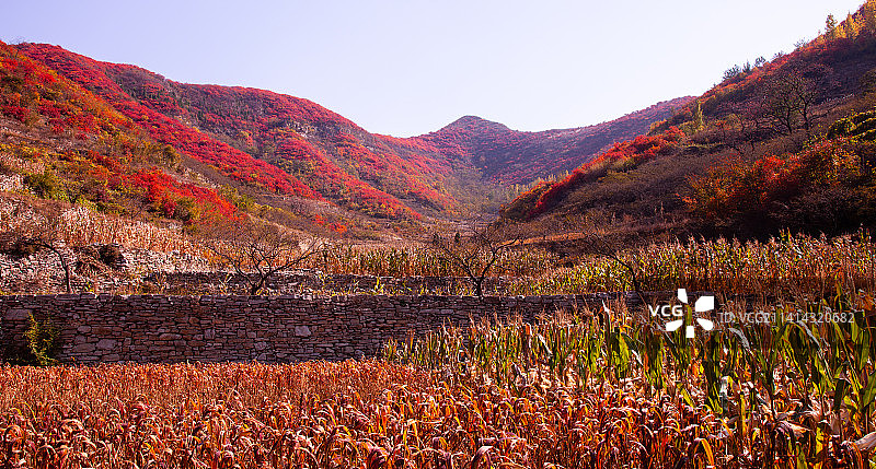 三台村红叶谷#12月打卡挑战#图片素材