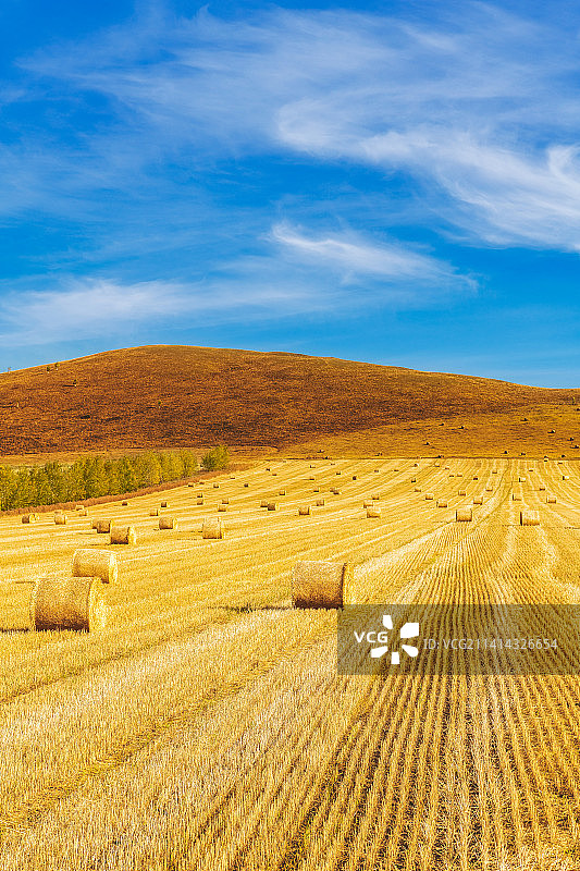 内蒙古呼伦贝尔大草原额尔古纳河畔牧场上秋季金色的干草卷户外风光图片素材