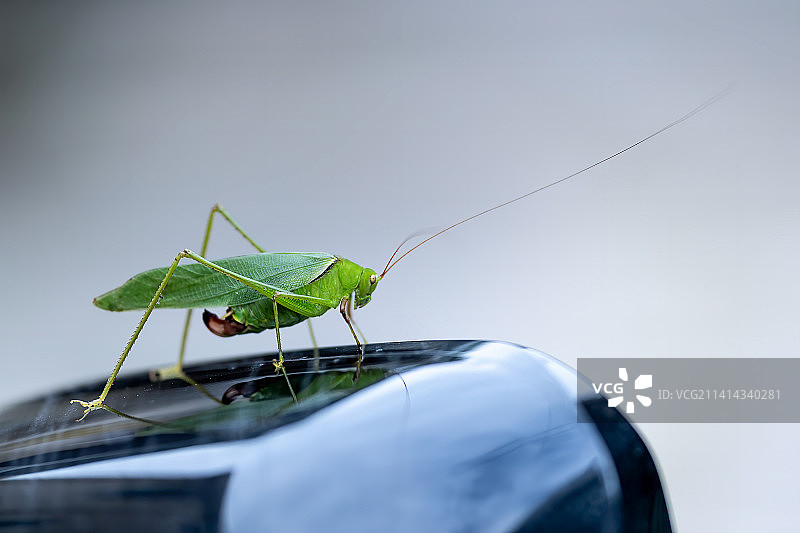 倒车镜上的昆虫图片素材