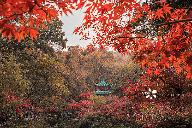 岳麓山爱晚亭秋色图片素材