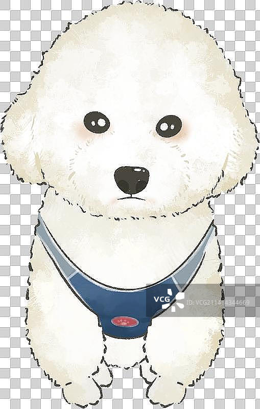 狗-比熊图片素材