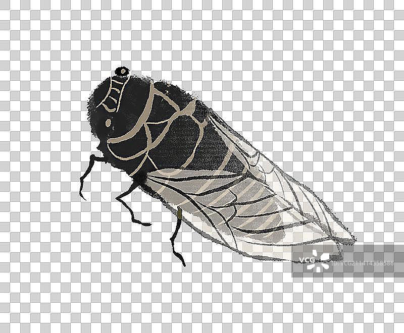 知了素材图片素材