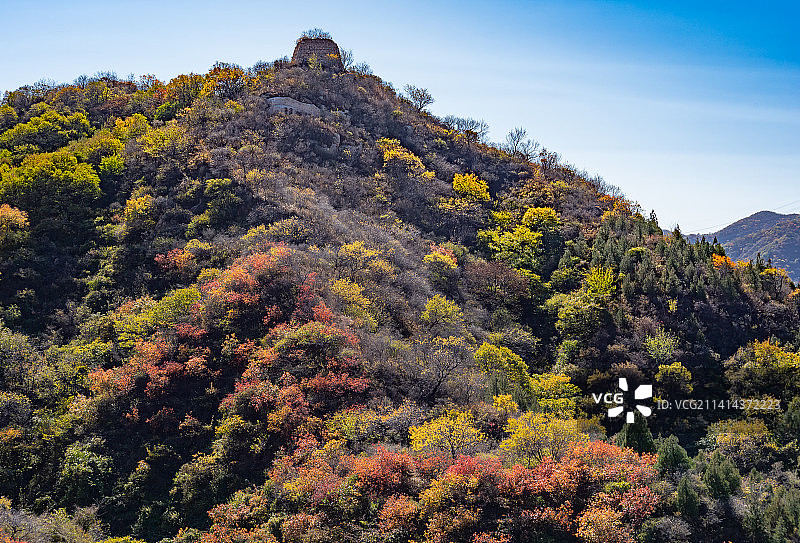 秋天北京八达岭国家森林公园红叶岭长城图片素材