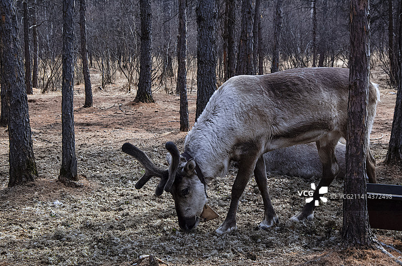 内蒙古呼伦贝尔根河敖鲁古雅驯鹿园图片素材