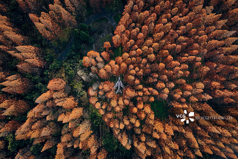 航拍冬日崇明东平国家森林公园里的报废飞机图片素材