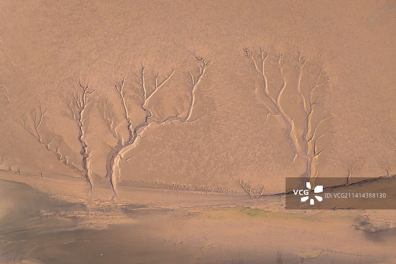 江苏盐城条子泥和野鹿荡海边退潮后形成的潮汐树、大地之树图片素材