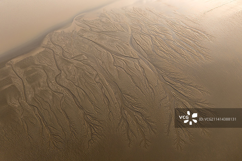 江苏盐城条子泥和野鹿荡海边退潮后形成的潮汐树、大地之树图片素材