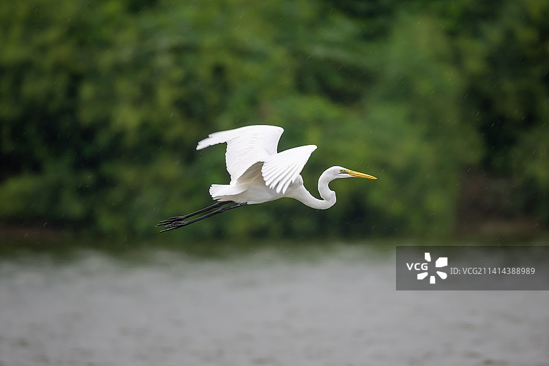 白鹭/大白鹭/中白鹭/小白鹭/黄嘴白鹭Egret图片素材