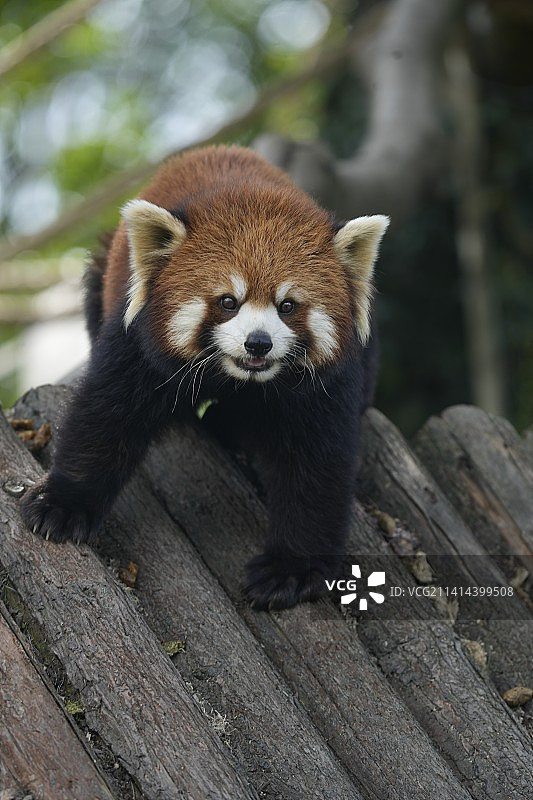 小浣熊图片素材