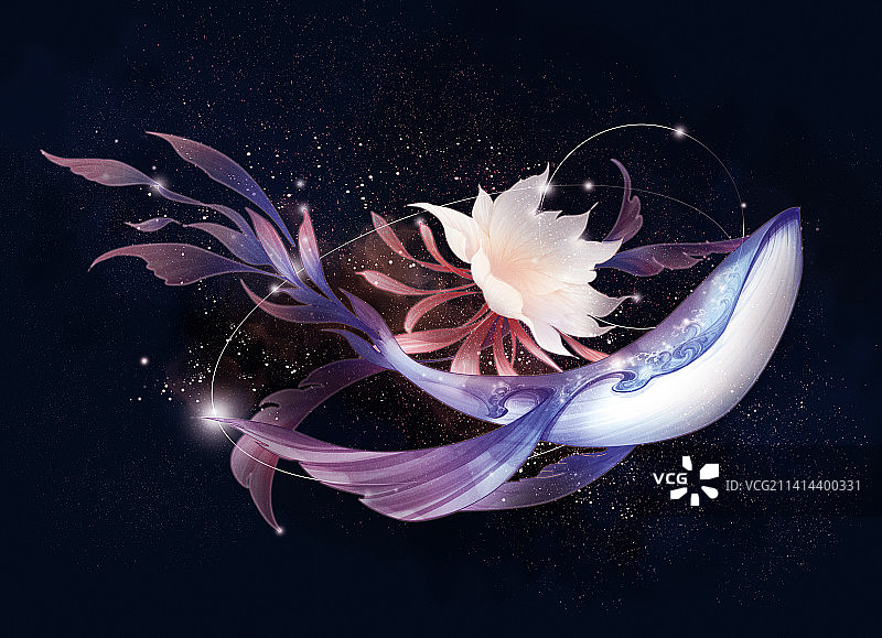 昙花，鲸鱼，插画图片素材