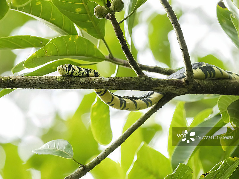 哥斯达黎加树上的虎鼠蛇图片素材