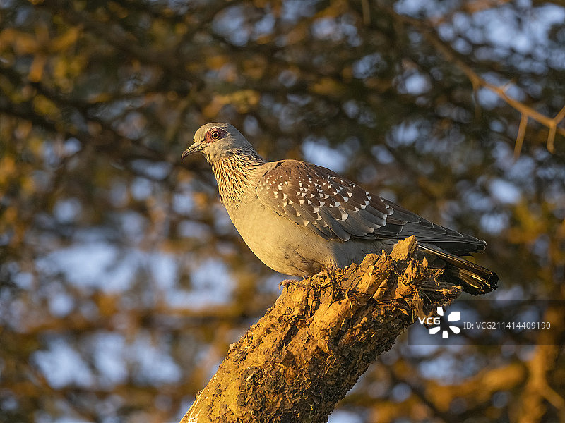 坦桑尼亚的斑点鸽图片素材