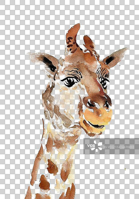 高高的长颈鹿图片素材