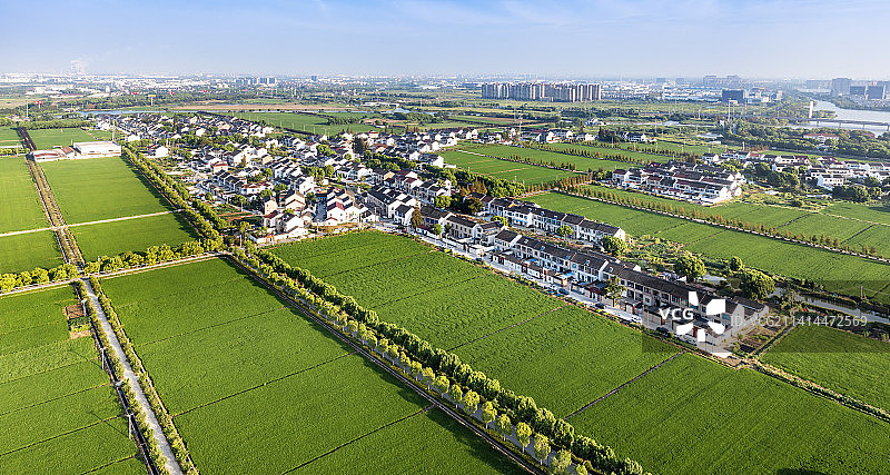 浒墅关稻香图片素材