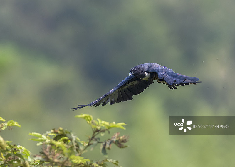 一只猛禽-黑冠鹃隼迎面飞来图片素材