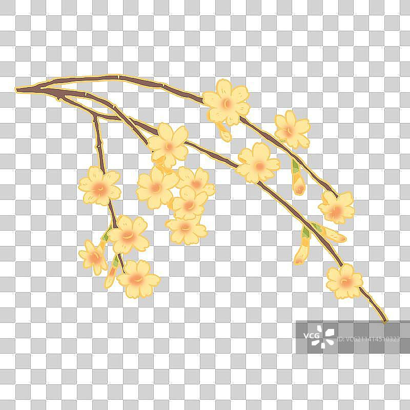 春季迎春花装饰素材图片素材