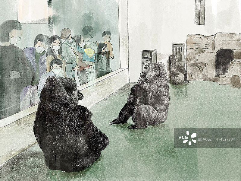 动物园猩猩图片素材