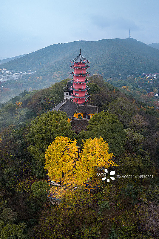 龙光寺银杏图片素材