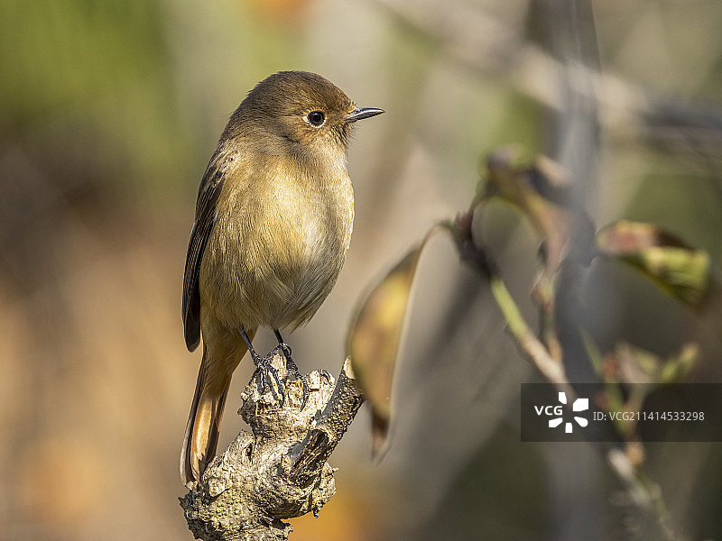 静（近）观雌北红尾鸲图片素材
