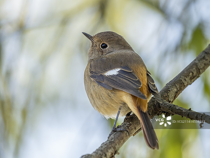 憨态可掬的雌北红尾鸲图片素材