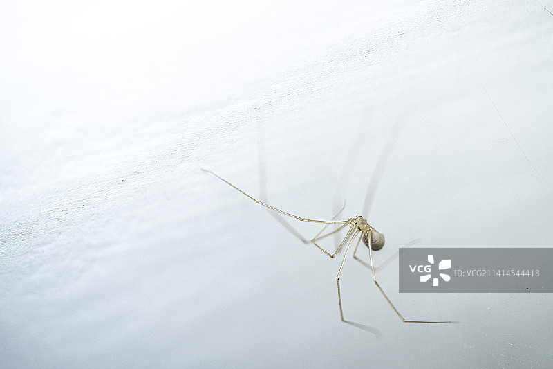 中国长腿蜘蛛  惊蛰过后 复苏图片素材