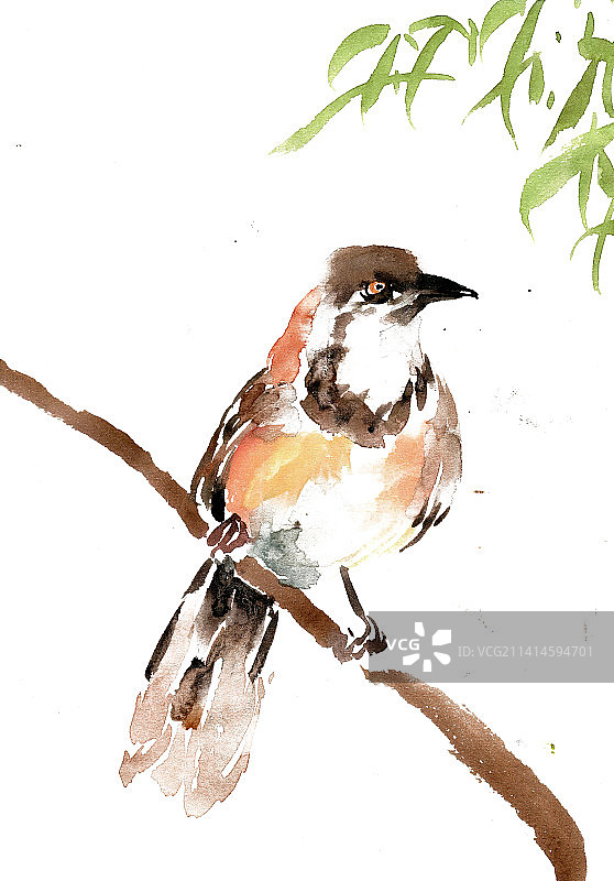 枝头的小鸟图片素材