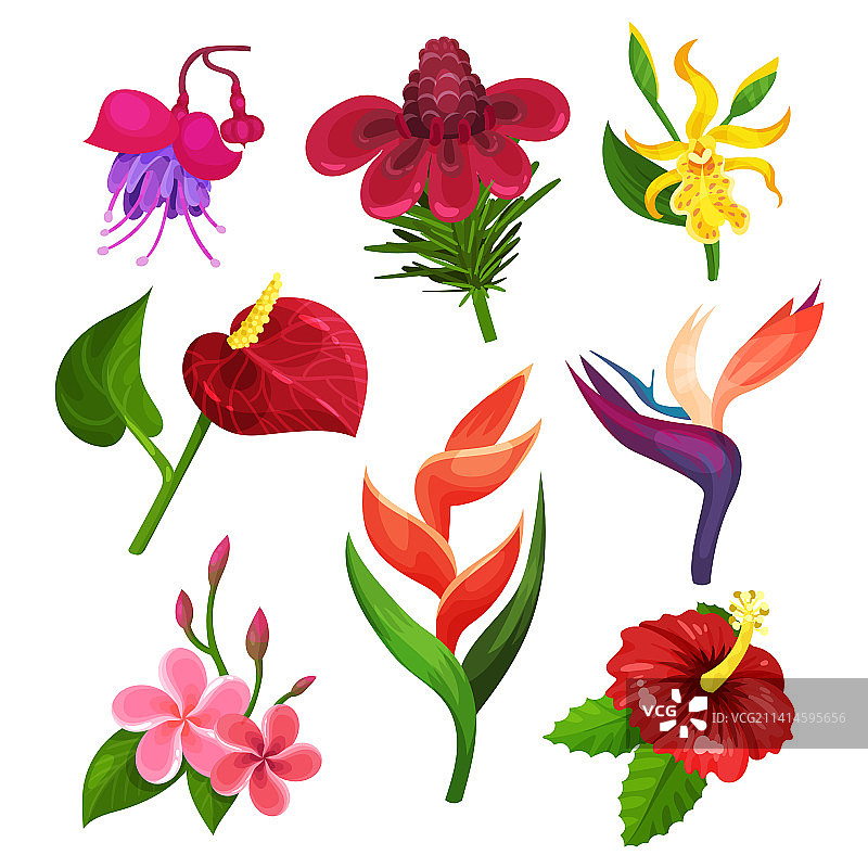 热带异域鸡蛋花扶桑花图片素材