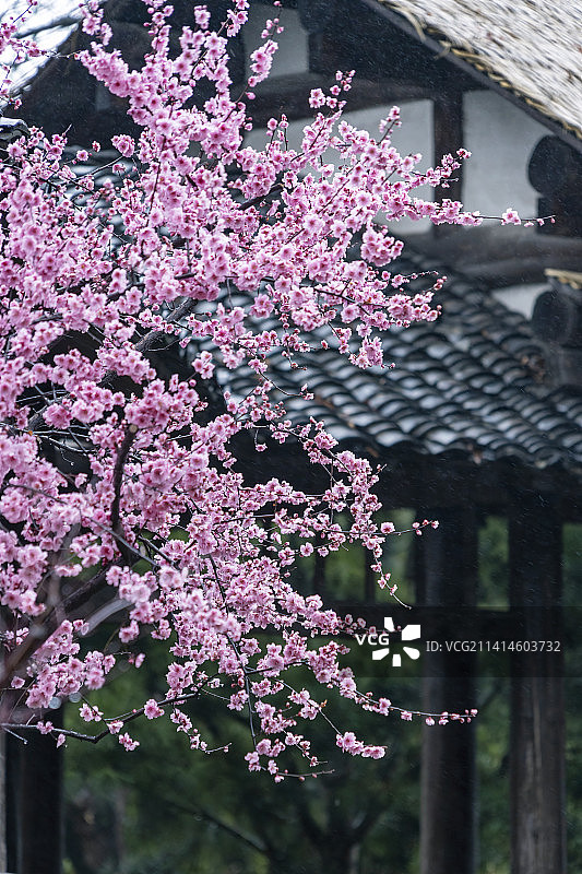 盛开的梅花图片素材