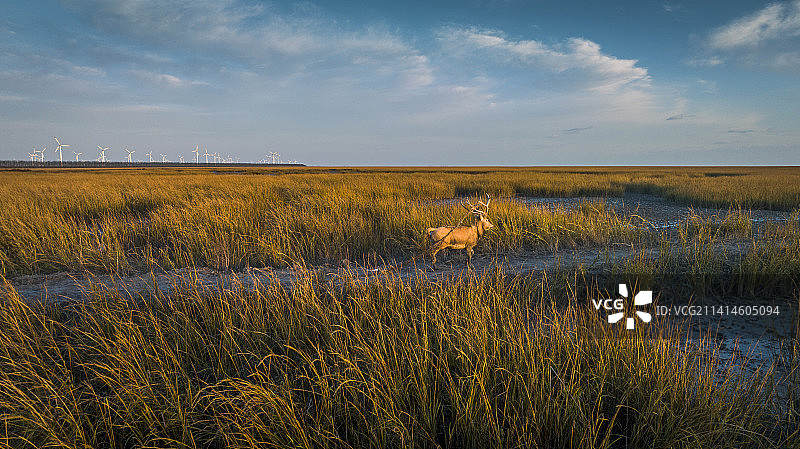 江苏盐城大丰麋鹿 黄海湿地图片素材