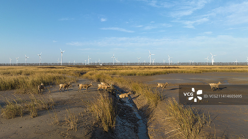 江苏盐城大丰麋鹿 黄海湿地图片素材
