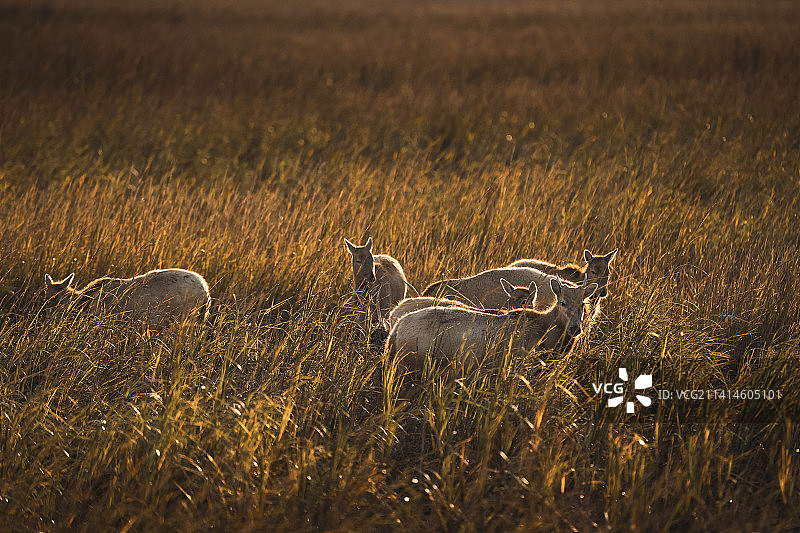 江苏盐城大丰麋鹿 黄海湿地图片素材