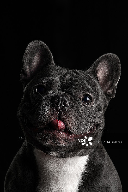 法国斗牛肖像图片素材