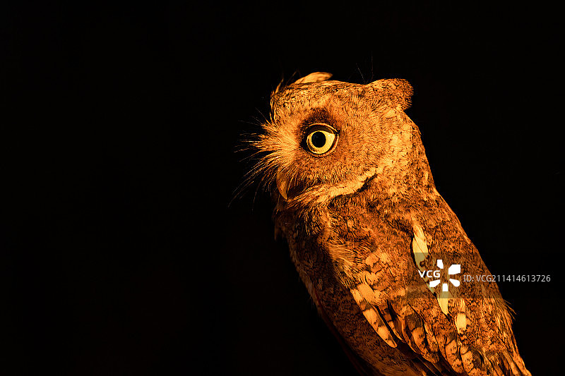 黄嘴角鸮图片素材