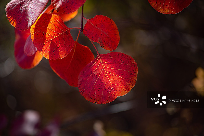 秋天黄栌的红叶图片素材