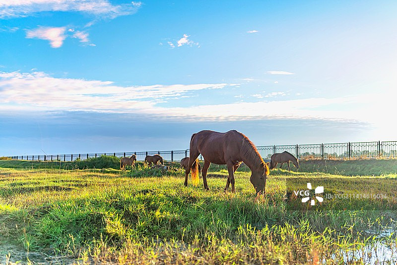 水草丰茂的坝上草原吃草的牧马.蓝天白云背景下的河北张家口张北坝上草原风光图片素材
