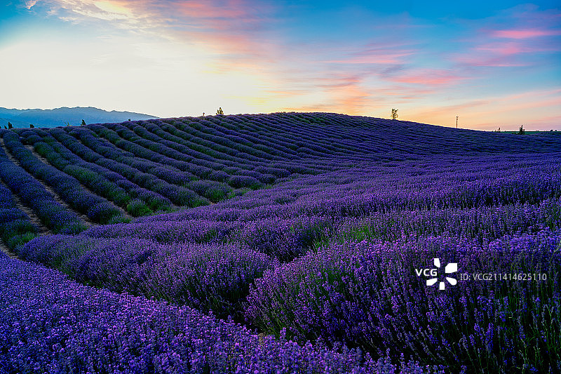 新疆伊犁霍城县的薰衣草图片素材