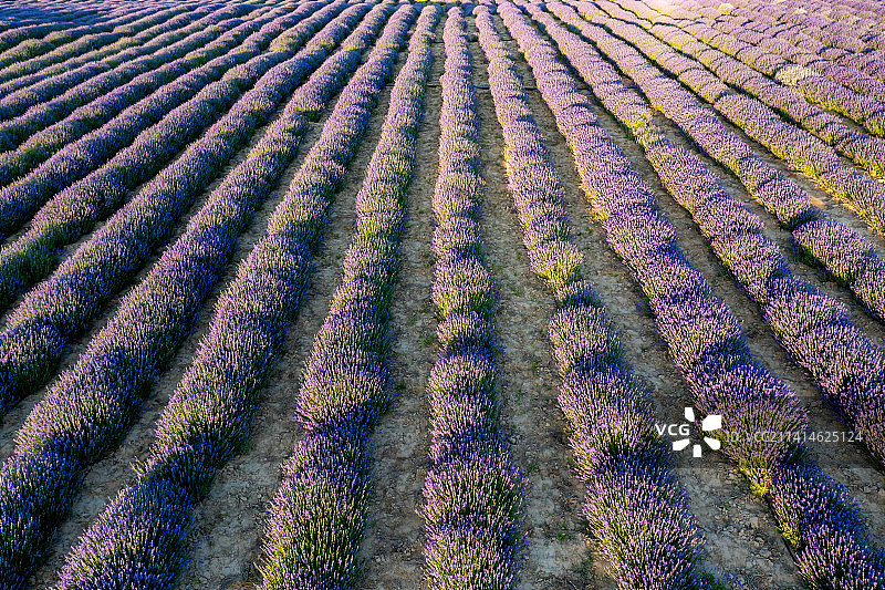 新疆伊犁霍城县的薰衣草图片素材