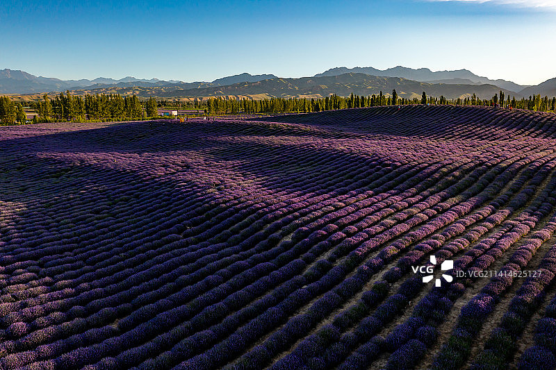 新疆伊犁霍城县的薰衣草图片素材