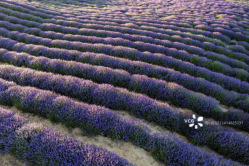 新疆伊犁霍城县的薰衣草图片素材