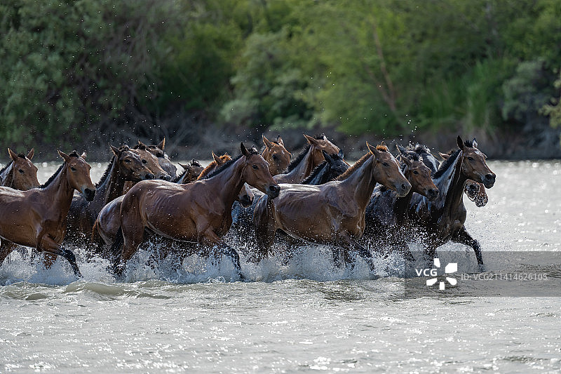 新疆伊犁昭苏湿地公园中的天马浴河图片素材