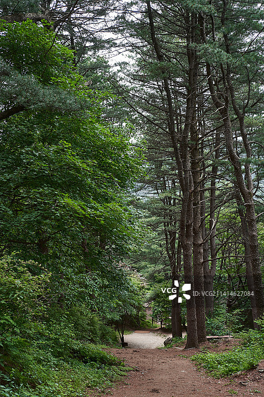森林、树林、登山、森林浴、森林小屋图片素材