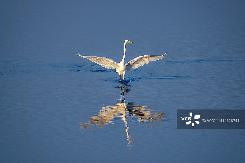 江苏南京溧水石臼湖边的白鹭Egret图片素材