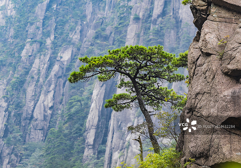 安徽黄山自然风景区的松树图片素材